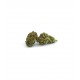 CBD Blackberry Kush 11,1%